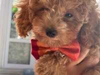Toy poodle köpeğimi sahiplendirme