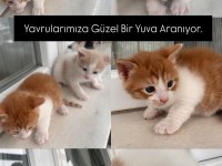 3 tane birbirinden güzel yavru kedilerimize yuva arıyoruz