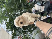 Aşılı orjinal maltipoo