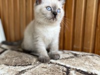 Üst Kalite British Shorthair Pointler