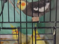 Beta petshop sultan papağanı