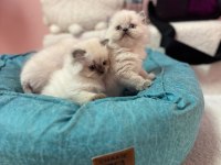 AYI SURAT A+ KALİTE BEBEK KEDİLERİMİZ