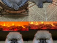 Pomeranian Boo Üst Kalite Gülen Yüz Erkek