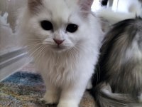 Erkek Chinchilla Hemen Teslim