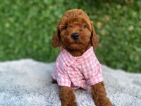 Toy poodle bebekler