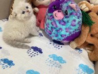 British Shorthair Ve British Longhair Çok Tatlı Bebekler