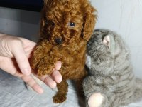 Elden Teslim Kore Toy Poodle