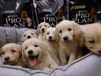 Bebek Yüzlü Golden Retriever Yavruları