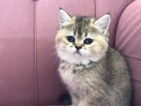 3 british shorthair 1 scottish fold