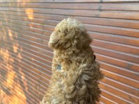 KORE POODLE ÜST DÜZEY POODLE YAVRUSU YENİ YUVASINI ARIYOR