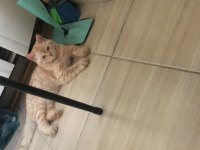 7 aylık british shorthair