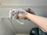 Sağlıklı oyuncu evde büyüyen scottish fold yavrular