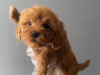 3 aylık toy poodle