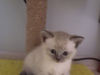 Scottish fold yavrularımız