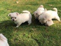 2 AYLIK SEVİMLİ VE EĞİTİMLİ CHIHUAHUA YAVRULAR