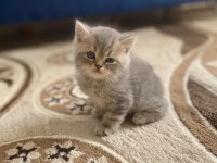 Mükemmel TATLI Yavru Kedilerimiz