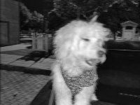 TERRİER EVCİL KÖPEK