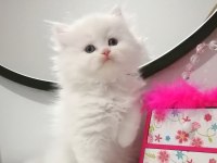 Muhteşem Chinchilla Güzellik