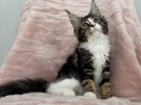 MCO dişi 2209 renk üst kaliteli maine coon