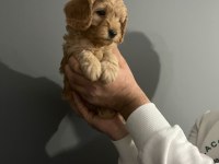 2 red 1 apricot son 3 yavru poodle