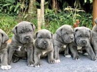 Safkan Dişi ve Erkek Blue Cane Corso yavrularımız