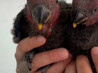 ECLECTUS PAPAĞANI BEBEKLER