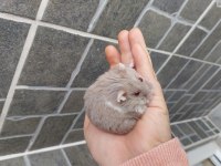 Gonzales Hamster Yavru