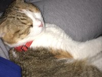Scottish fold takip şartıyla ücretsiz yuva