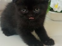 2 aylık scottish fold yavrularımız sahiplerini bekliyor
