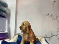 American cocker yavru köpekler