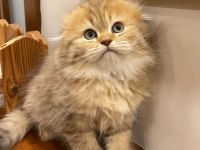 Aslan n11 british longhair
