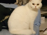 Safkan scottish fold