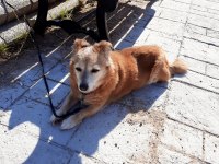 Sevimli köpeğimiz