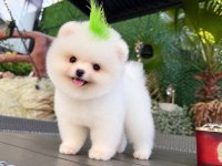 Orjinal Pomeranian Yavrularımız
