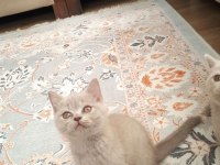 A kalite british shorthair yavrular sahiplendirilecektir