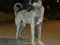 10 AYLIK ERKEK KANGAL ÇOK KALİTE