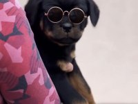 Rottweiler Köpeği