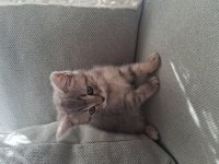3 adet chinchilla yavrumuz yeni yuvalarını arıyorlar