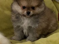 Pomeranian 2.5 aylık