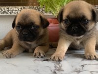 Teslime Hazır Pug Mops Yavrularım 1 Dişi 1 Erkek