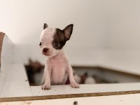 Xs Teacup Orjinal Chihuahua Bebekler