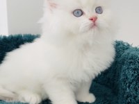 Cy11 erkek şecereli british longhair