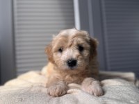 Küçük maltipoo bebeğim