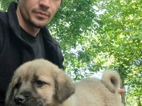 ORJİNAL KANGAL YAVRU