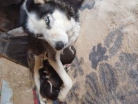 Has husky yavrusu yer afyon iscehisar