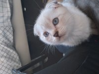 Beyaz maviş safkan scottish fold yavru