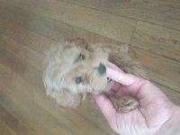 Köyün Güzeli Poodle