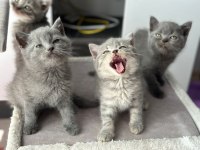 Bayram Şekeri Minik British Shorthair Yavrularım