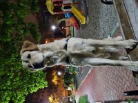 Golden retriever dostumu sahiplendirmek zorundayım