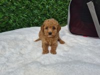 Sevimli Maltipoo Yavrularımız